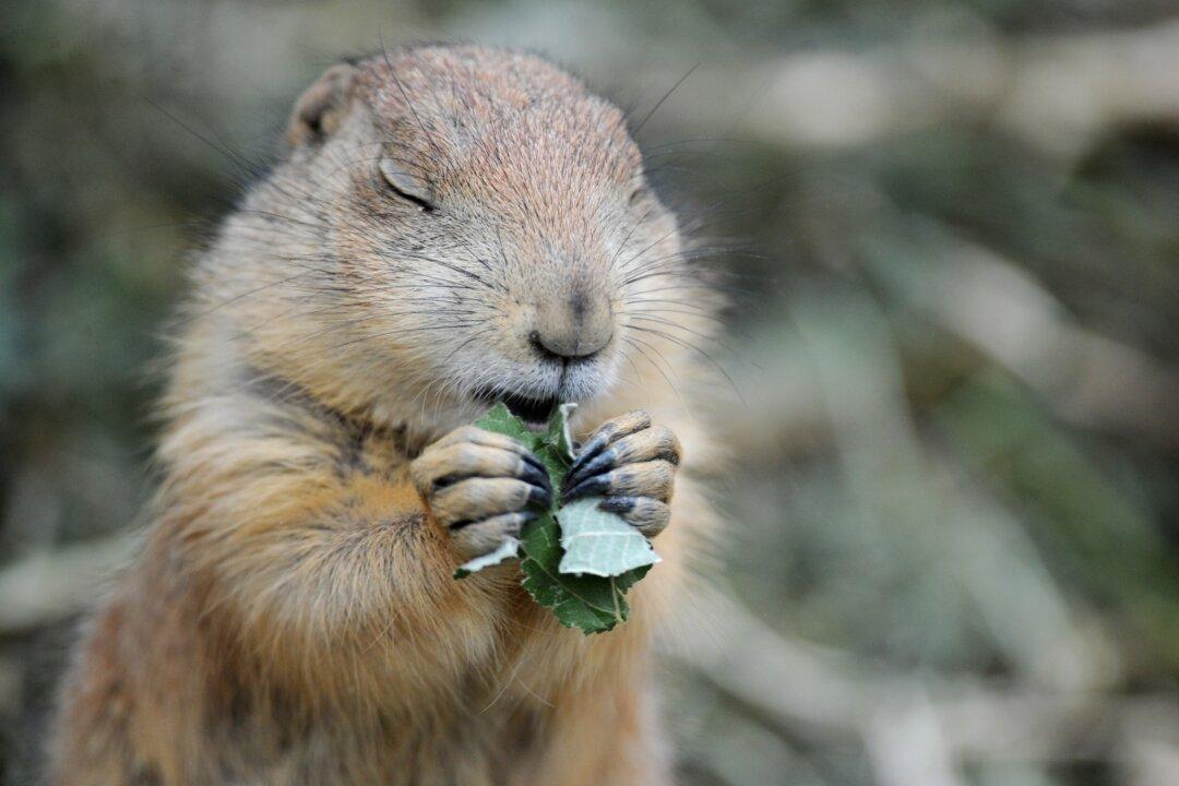 Welcoming Nature While Protecting Our Homes From Wildlife