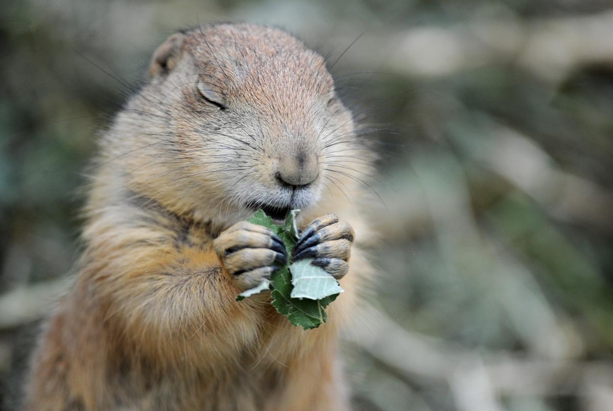 Welcoming Nature While Protecting Our Homes From Wildlife