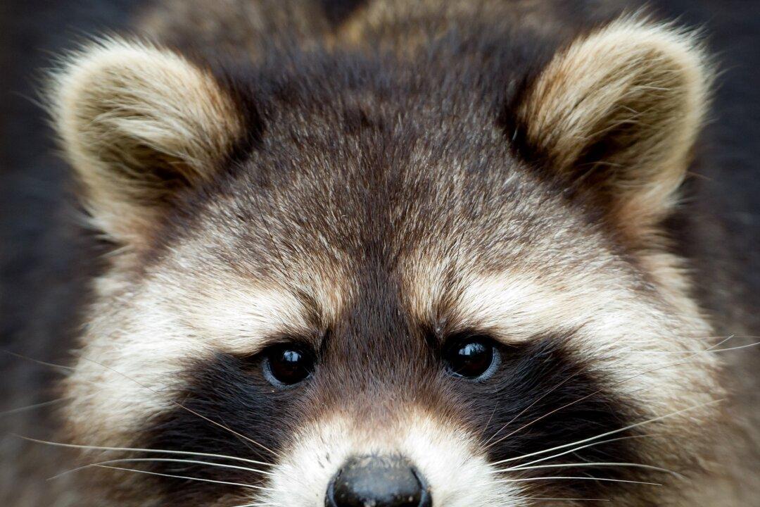 Man Faces Backlash for Shouting at Stowaway Raccoon to Get Off His Boat
