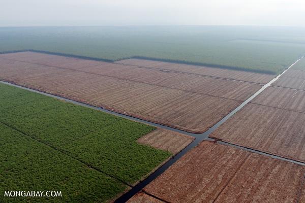 Indonesia Politician Imprisoned for Illegal Logging Permits