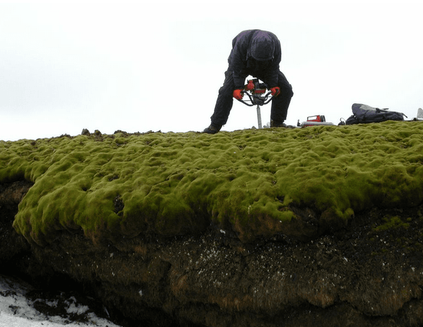 Ancient Moss Revived: Last Time it Grew Was 450 A.D.