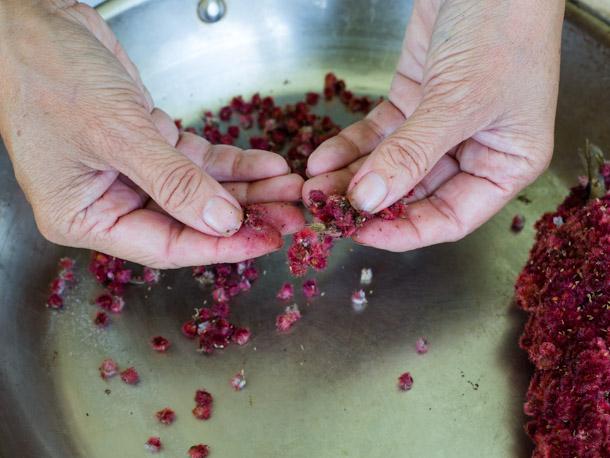 An Experiment in Farming Wild Sumac