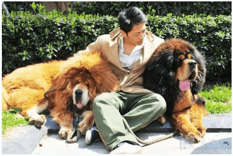 Tibetan Mastiff Sells for Nearly $2 Million in China