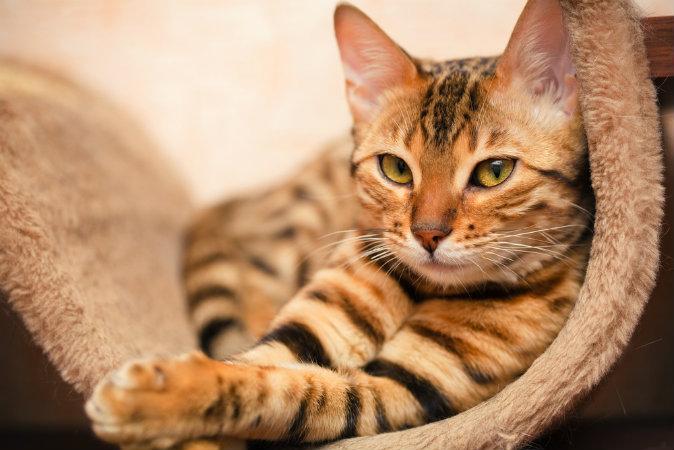 Foot-Long Worms Are Infecting Cats in the US