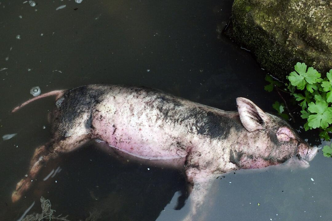 Dead Pigs Found in Chinese River, Again