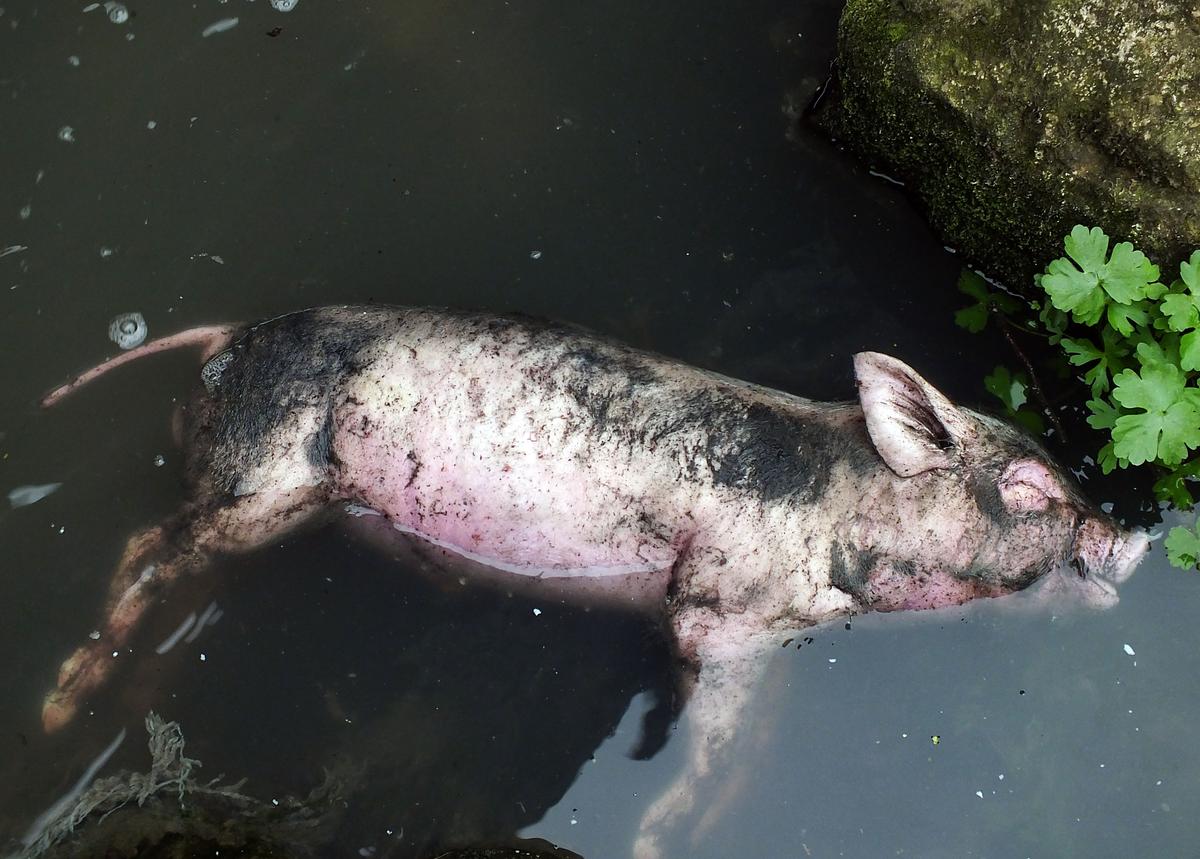 Dead Pigs Found in Chinese River, Again