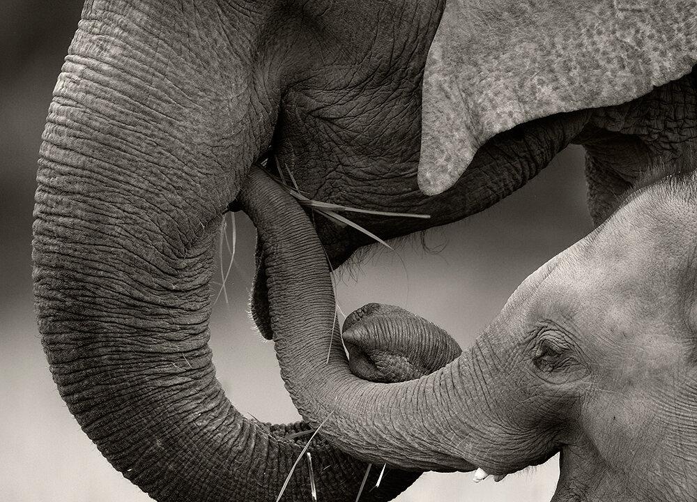 Indian Photographer Discovers Inspiring Poetry in the Wild (Photos)