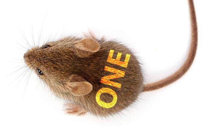 Take Away This One Gene and Mice Live Long and Lean