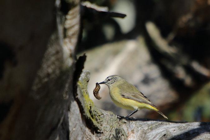 Aussie Outback ‘Full of Life’ After Back to Back Rainy Seasons