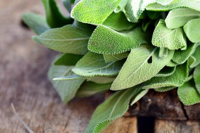 Growing Sage? Learn More About Its Uses and Fascinating History Here