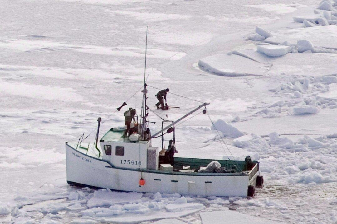 Animal Rights Groups Slam Seal Hunt Bill