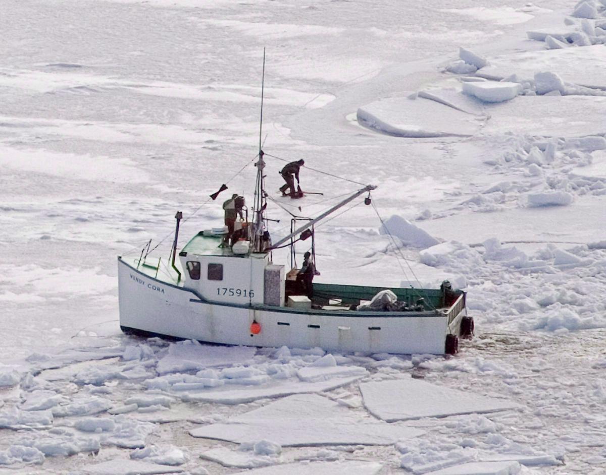 Animal Rights Groups Slam Seal Hunt Bill