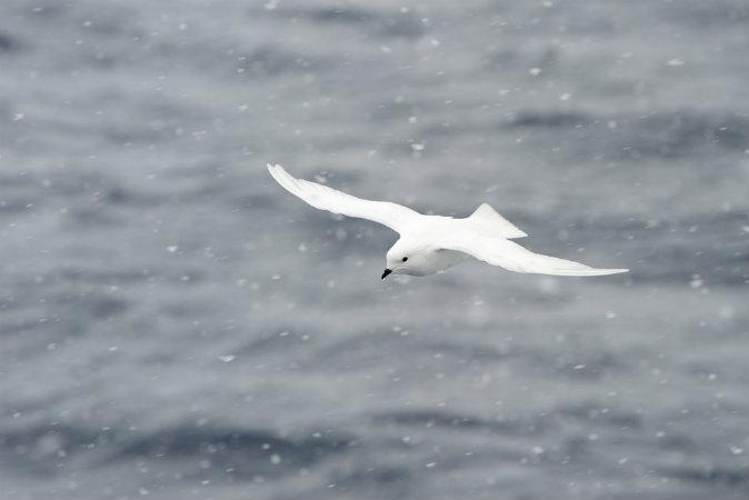Scent That Guides Seabirds Keeps Climate Cool, Too