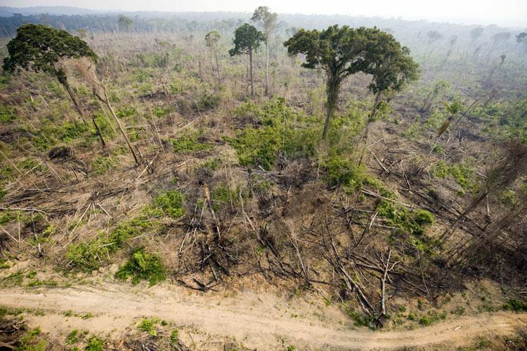 Drought and Fire Push Amazon Forests to Tipping Point