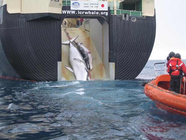 Japan to Continue Hunting Whales in Antartica in 2015