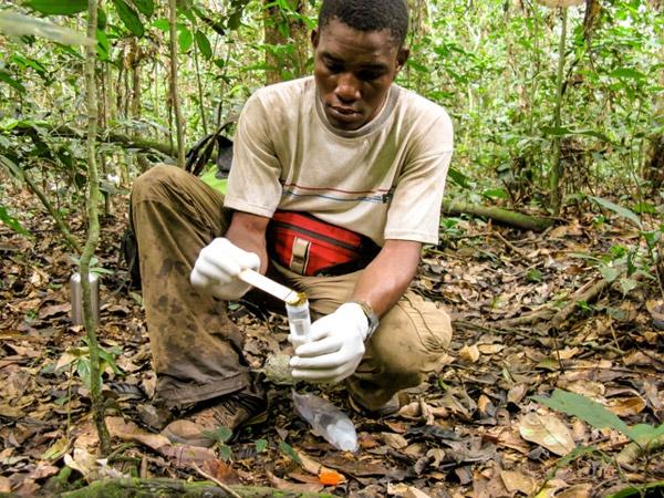 Next Big Idea in Forest Conservation? Connecting Deforestation to Disease