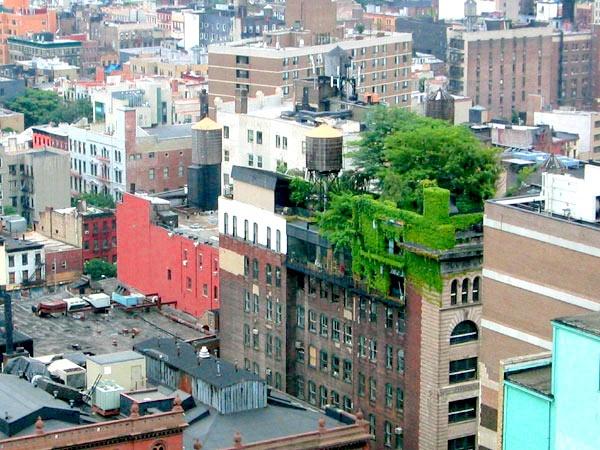 Life Finds a Way: The Surprising Biodiversity of Cities