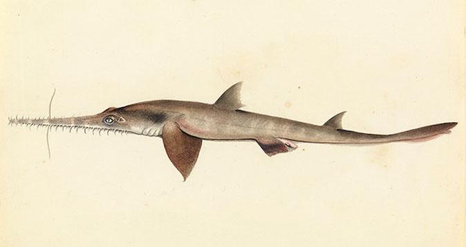 Scientists Find New Shark Species