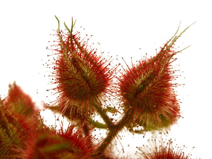 Invasive Species: If We Can’t Beat Them, Maybe We Should Eat Them