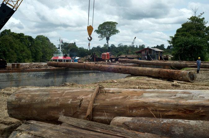Forests in Indonesia’s Concession Areas Being Rapidly Destroyed