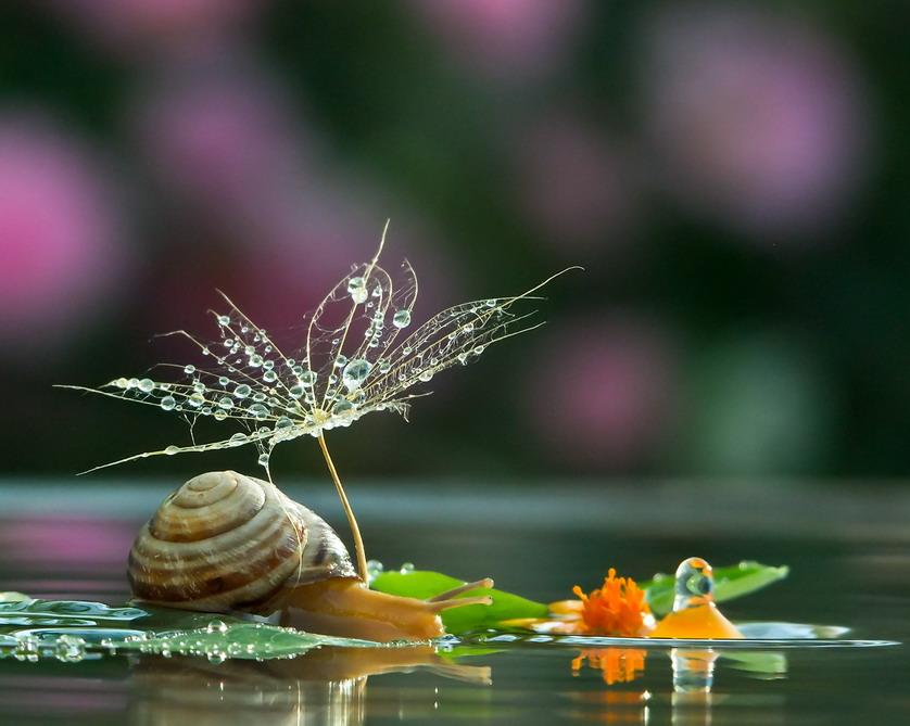 From a Snail’s Perspective, a Wondrous World (Photo Gallery)