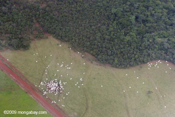 Next Big Idea in Forest Conservation? Crowdsourced Forest Monitoring