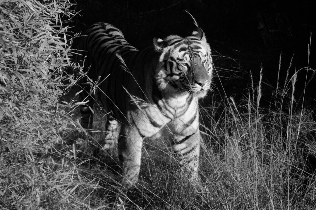 Wildlife Gives a Wake-Up Call for Our Survival