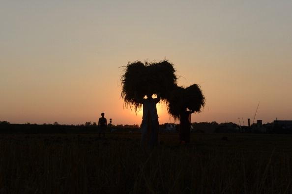 How Millions of Farmers are Advancing Agriculture for Themselves