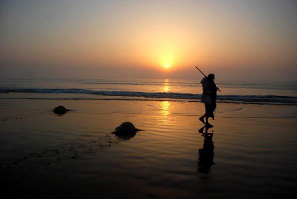 Still Waiting for Olive Ridley Turtles