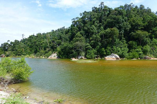 Malaysia Imperils Forest Reserves and Sea Turtle Nesting Ground for Industrial Site