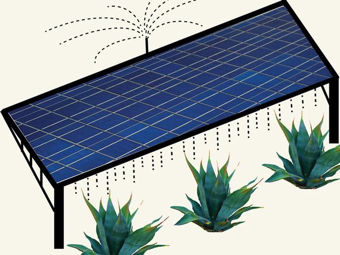 Grow Agave for Biofuel Among Solar Panels