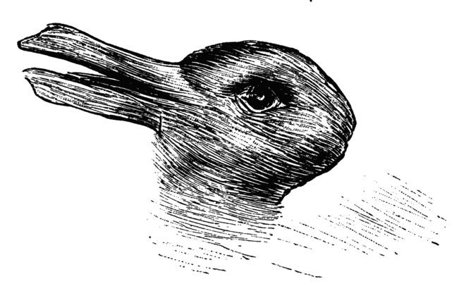 Animals Could Help Reveal Why Humans Fall for Illusions