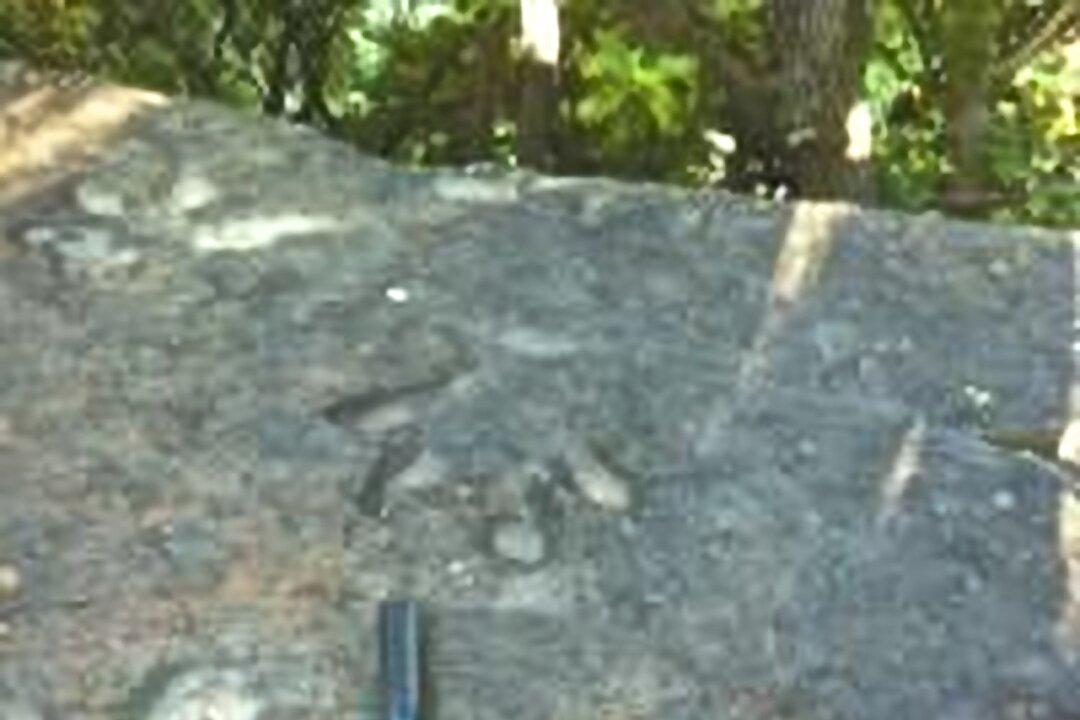 Fossil Researcher Baffled by Prehistoric Footprints