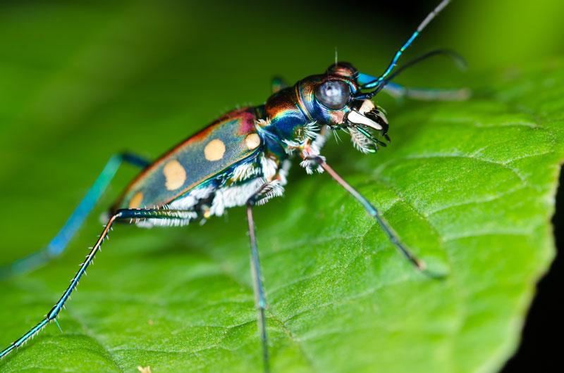 To Chase Prey, Tiger Beetles Do a Superfast Dance