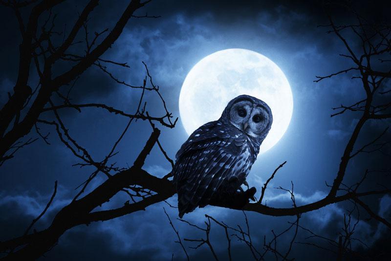 Night Owls Are Less Likely to Get Married