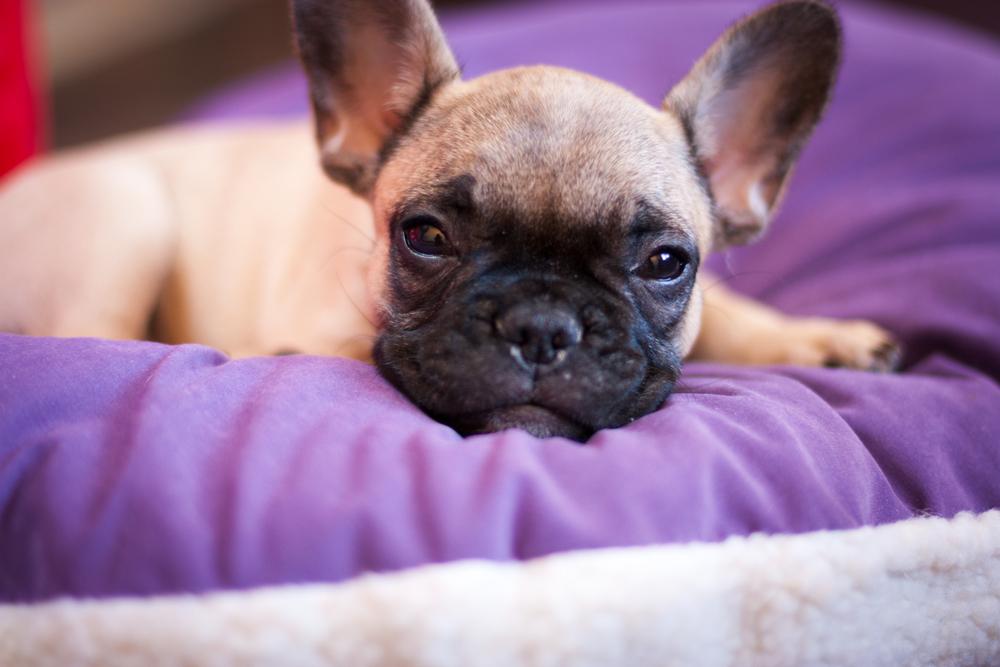 Bacterial Outbreak in 7 States Linked to Pet-Store Puppies