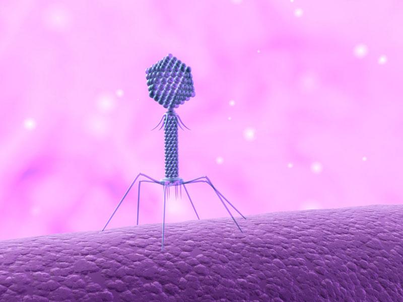 These ‘Spaceship’ Viruses Can Kill E. Coli in Food