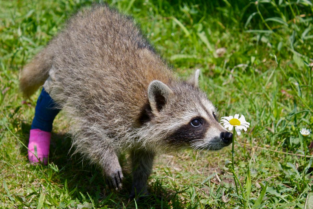 Wildlife Rehabilitators Under Pressure to Expand Facilities, Says Field Biologist