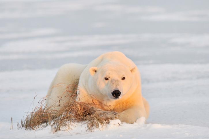 Canada’s Trade in Polar Bear Skins Triggers Review by International Body
