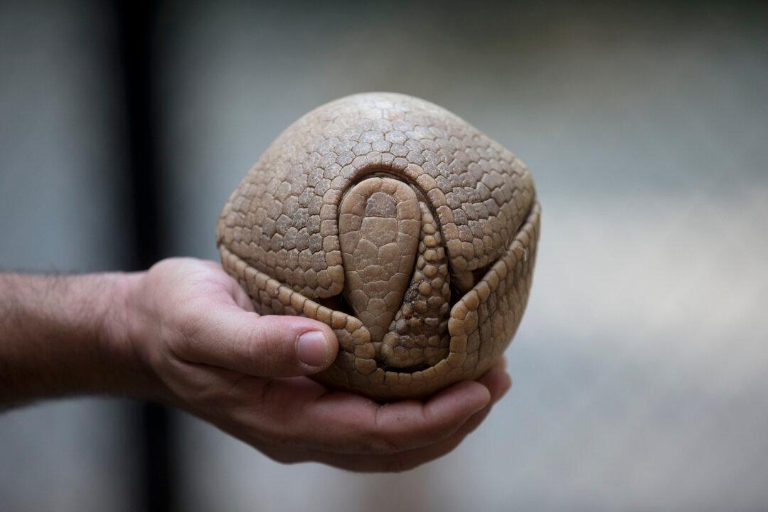 World Cup Is a Chance to Save Brazil’s ‘Football’ Armadillos?
