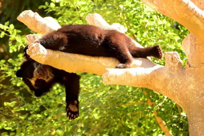 Orphaned Bear Cubs Out and About in India