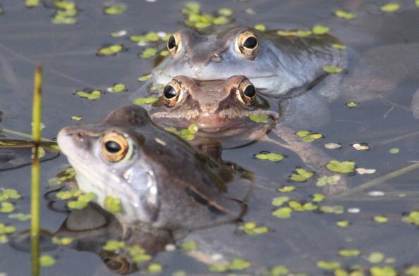 Frogs’ Immune Systems Weakened by Chemicals, Study Finds