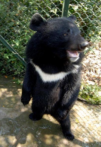 Orphaned Bear Cubs Released Into the Wild In Assam