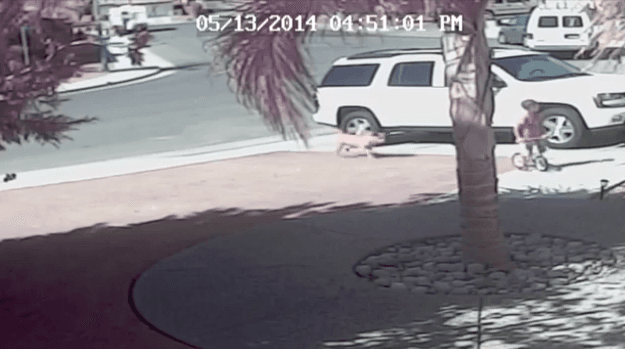 Jeremy Triantafilo, 4-year-old Saved by Cat Tara After Attack by Dog, Says Cat Is a Hero (+Video)