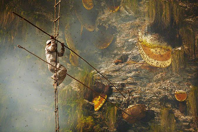 Himalayan Honey Acrobatics — the Gurung Hunters