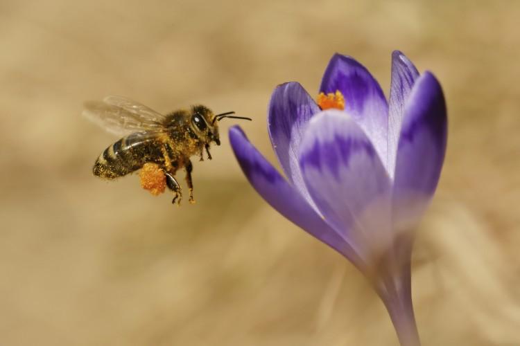 Scientists Seek Clarity Around Pesticide-Related Bee Deaths