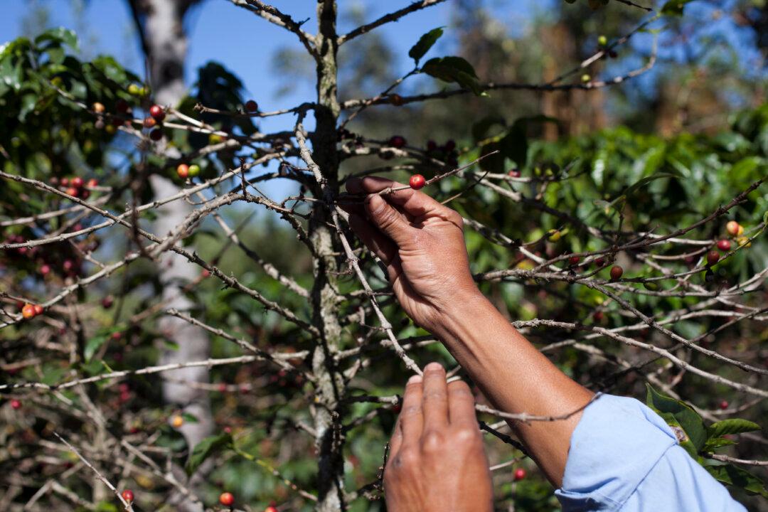 Coffee Rust Fungus: High-End Blends’ Prices Raised Over Rust Fungus