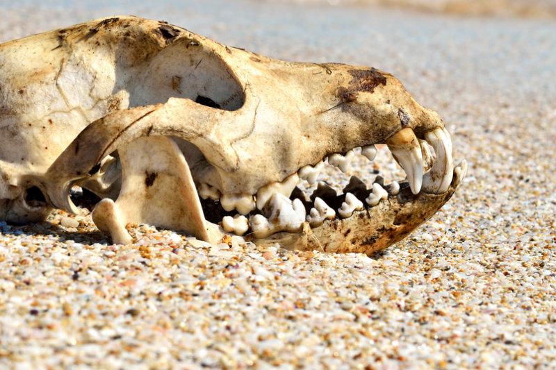 Archaeologists Found Remains of Legendary Hell Hound of Suffolk?