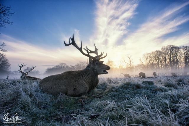Catching a Glimpse of a Wild Animal, the Majesty of Nature Is More Apparent (Photo Gallery)