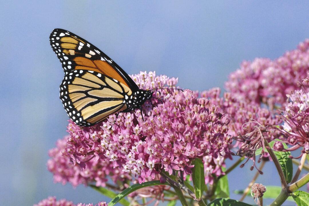 Monarch Butterflies Making Small Comeback Despite Cold Weather, Torrential Rains